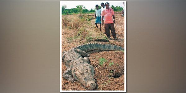 சிதம்பரம் அருகே நள்ளிரவில் வீட்டுக்குள் புகுந்த முதலை, ஆட்டுக் குட்டியை விழுங்கியது