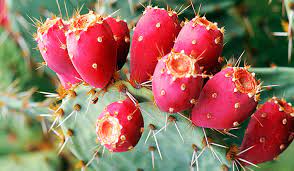 சப்பாத்திக் கள்ளி  -Prickly Pear -Cactus fruit